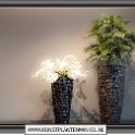 areca golden cane en orchideen in  river black
